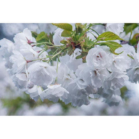 Oregon-Hood River Cherry blossoms Black Modern Wood Framed Art Print by Tilley, Rob