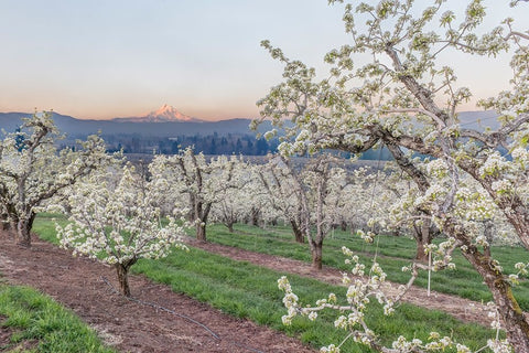 Oregon-Hood River Cherry orchard and Mt Hood Black Ornate Wood Framed Art Print with Double Matting by Tilley, Rob