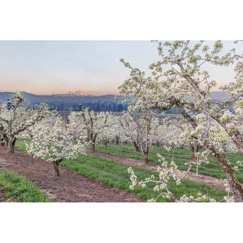 Oregon-Hood River Cherry orchard and Mt Hood White Modern Wood Framed Art Print by Tilley, Rob