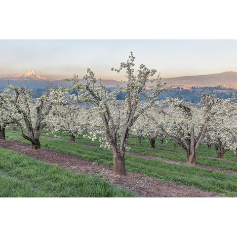 Oregon-Hood River Cherry orchard and Mt Hood Black Modern Wood Framed Art Print with Double Matting by Tilley, Rob