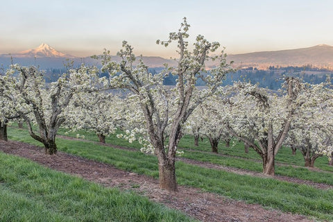 Oregon-Hood River Cherry orchard and Mt Hood Black Ornate Wood Framed Art Print with Double Matting by Tilley, Rob