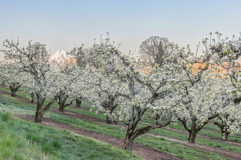 Oregon-Hood River Cherry orchard and Mt Hood Black Ornate Wood Framed Art Print with Double Matting by Tilley, Rob