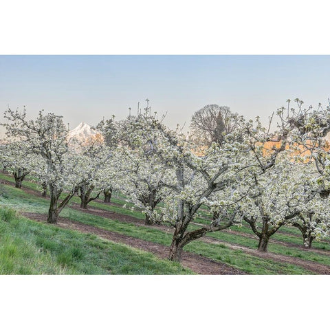 Oregon-Hood River Cherry orchard and Mt Hood Gold Ornate Wood Framed Art Print with Double Matting by Tilley, Rob