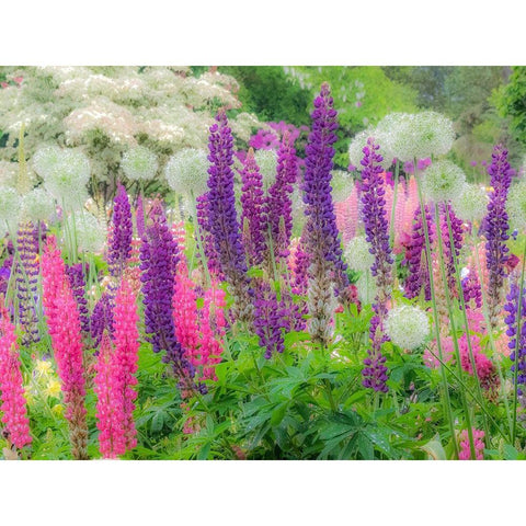 Oregon-Salem-Garden planted with Russel Lupine and Allum Gold Ornate Wood Framed Art Print with Double Matting by Gulin, Sylvia