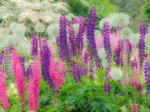 Oregon-Salem-Garden planted with Russel Lupine and Allum Black Ornate Wood Framed Art Print with Double Matting by Gulin, Sylvia