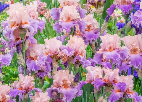 Oregon-Salem-Bearded Iris springtime bloom White Modern Wood Framed Art Print with Double Matting by Gulin, Sylvia