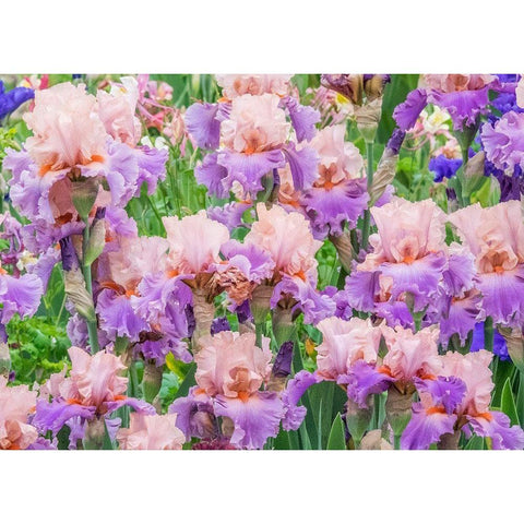 Oregon-Salem-Bearded Iris springtime bloom Black Modern Wood Framed Art Print by Gulin, Sylvia