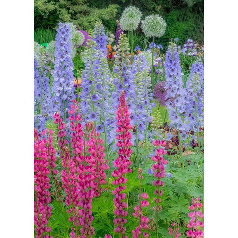 Oregon-Salem springtime garden with Lupine-Allum and Delphinium Black Modern Wood Framed Art Print by Gulin, Sylvia