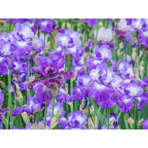 Oregon-Salem-Bearded Iris springtime bloom Black Modern Wood Framed Art Print with Double Matting by Gulin, Sylvia
