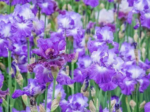 Oregon-Salem-Bearded Iris springtime bloom White Modern Wood Framed Art Print with Double Matting by Gulin, Sylvia