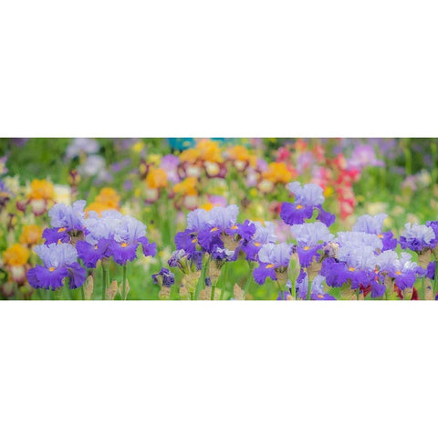 Oregon-Salem-Bearded Iris springtime bloom Black Modern Wood Framed Art Print by Gulin, Sylvia
