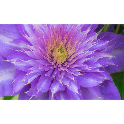 Oregon-Salem close-up of purple blooming Clematis flower Black Modern Wood Framed Art Print with Double Matting by Gulin, Sylvia