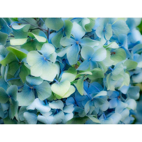 Oregon-Cannon Beach-Northwest Hydrangea blossom White Modern Wood Framed Art Print by Gulin, Sylvia