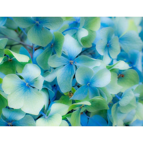 Oregon-Cannon Beach-Northwest Hydrangea blossom Black Modern Wood Framed Art Print by Gulin, Sylvia