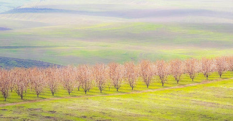 Oregon-The Dalles-Orchard just south of The Dalles cherry trees Black Ornate Wood Framed Art Print with Double Matting by Gulin, Sylvia