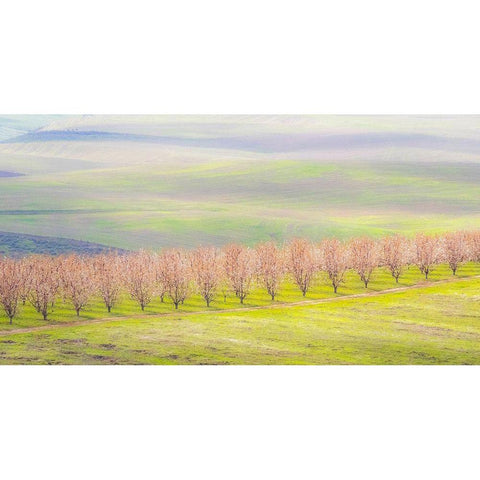 Oregon-The Dalles-Orchard just south of The Dalles cherry trees White Modern Wood Framed Art Print by Gulin, Sylvia