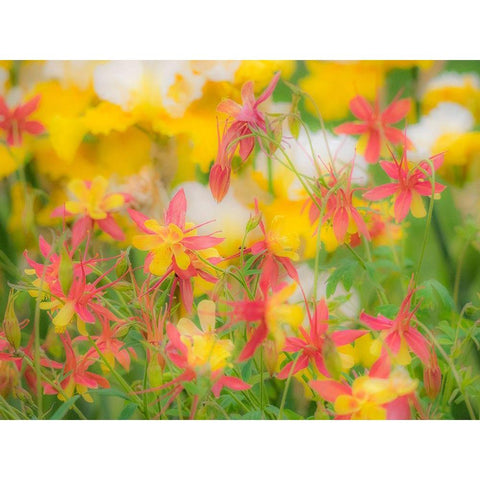 Oregon-Salem-Columbine in display garden White Modern Wood Framed Art Print by Gulin, Sylvia