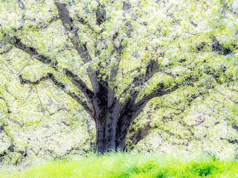 Oregon-Hood River-spring blooming apple tree orchard Black Ornate Wood Framed Art Print with Double Matting by Gulin, Sylvia
