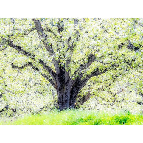 Oregon-Hood River-spring blooming apple tree orchard Black Modern Wood Framed Art Print by Gulin, Sylvia