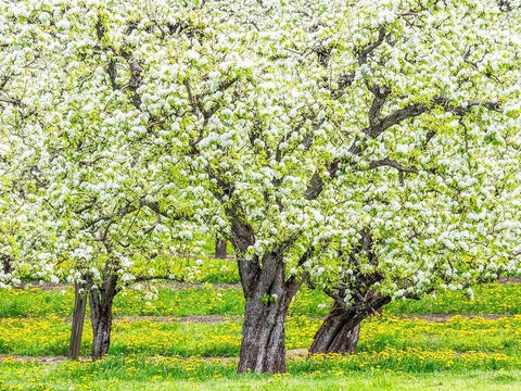 Oregon-Hood River-spring blooming apple tree orchard White Modern Wood Framed Art Print with Double Matting by Gulin, Sylvia