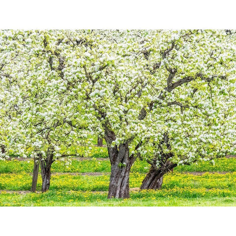 Oregon-Hood River-spring blooming apple tree orchard Black Modern Wood Framed Art Print by Gulin, Sylvia