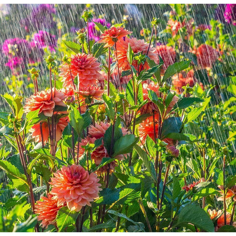 Oregon-Canby-Swam Island Dahlias-water coming down on flowers Gold Ornate Wood Framed Art Print with Double Matting by Gulin, Sylvia