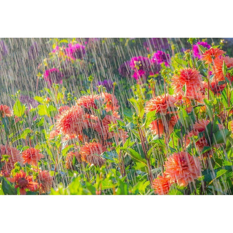 Oregon-Canby-Swam Island Dahlias-water coming down on flowers Black Modern Wood Framed Art Print with Double Matting by Gulin, Sylvia
