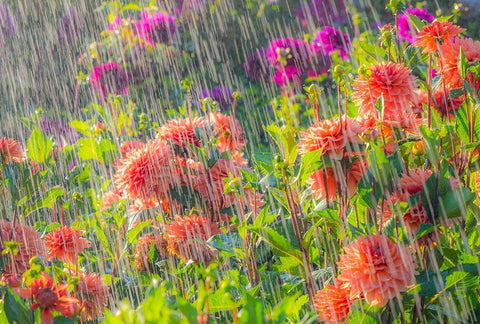 Oregon-Canby-Swam Island Dahlias-water coming down on flowers White Modern Wood Framed Art Print with Double Matting by Gulin, Sylvia