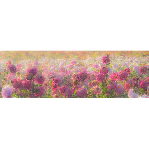 Oregon-Canby-Swam Island Dahlias-water coming down on flowers White Modern Wood Framed Art Print by Gulin, Sylvia