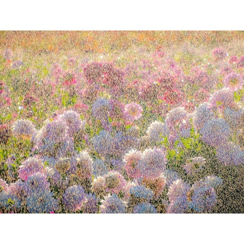 Oregon-Canby-Swam Island Dahlias-water coming down on flowers Gold Ornate Wood Framed Art Print with Double Matting by Gulin, Sylvia