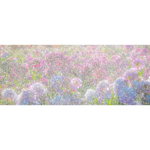 Oregon-Canby-Swam Island Dahlias-water coming down on flowers Gold Ornate Wood Framed Art Print with Double Matting by Gulin, Sylvia