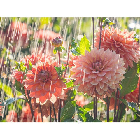Oregon-Canby-Swam Island Dahlias-water coming down on flowers White Modern Wood Framed Art Print by Gulin, Sylvia