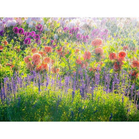 Oregon-Canby-Swam Island Dahlias-water coming down on flowers Black Modern Wood Framed Art Print by Gulin, Sylvia