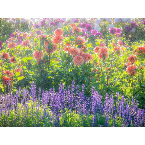 Oregon-Canby-Swam Island Dahlias-water coming down on flowers Black Modern Wood Framed Art Print by Gulin, Sylvia