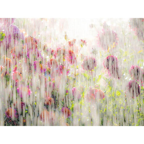 Oregon-Canby-Swam Island Dahlias-water coming down on flowers Black Modern Wood Framed Art Print by Gulin, Sylvia