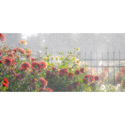Oregon-Canby-Swam Island Dahlias-water coming down on flowers Black Modern Wood Framed Art Print with Double Matting by Gulin, Sylvia