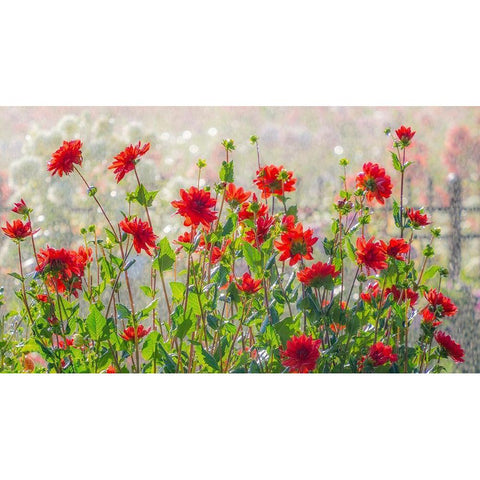 Oregon-Canby-Swam Island Dahlias-water coming down on flowers Gold Ornate Wood Framed Art Print with Double Matting by Gulin, Sylvia