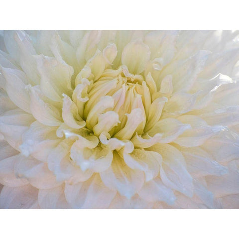 Oregon-Canby-Swam Island Dahlias-Dahlia flower close-ups Black Modern Wood Framed Art Print with Double Matting by Gulin, Sylvia