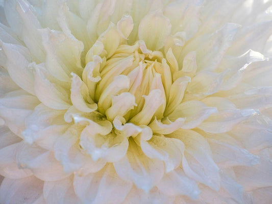 Image Only