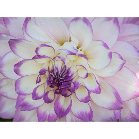 Oregon-Canby-Swam Island Dahlias-Dahlia flower close-ups Black Modern Wood Framed Art Print with Double Matting by Gulin, Sylvia