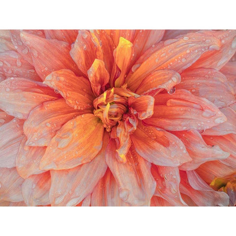 Oregon-Canby-Swam Island Dahlias-Dahlia flower close-ups Gold Ornate Wood Framed Art Print with Double Matting by Gulin, Sylvia