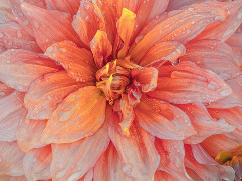 Oregon-Canby-Swam Island Dahlias-Dahlia flower close-ups Black Ornate Wood Framed Art Print with Double Matting by Gulin, Sylvia