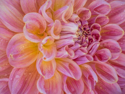Oregon-Canby-Swam Island Dahlias-Dahlia flower close-ups Black Ornate Wood Framed Art Print with Double Matting by Gulin, Sylvia