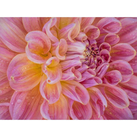Oregon-Canby-Swam Island Dahlias-Dahlia flower close-ups Black Modern Wood Framed Art Print by Gulin, Sylvia