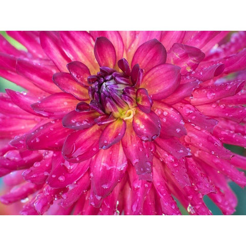 Oregon-Canby-Swam Island Dahlias-Dahlia flower close-ups White Modern Wood Framed Art Print by Gulin, Sylvia