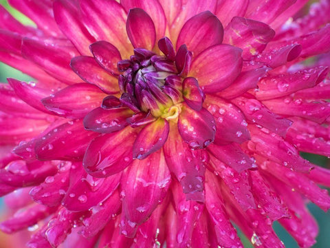 Oregon-Canby-Swam Island Dahlias-Dahlia flower close-ups White Modern Wood Framed Art Print with Double Matting by Gulin, Sylvia