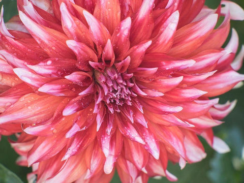 Oregon-Canby-Swam Island Dahlias-Dahlia flower close-ups White Modern Wood Framed Art Print with Double Matting by Gulin, Sylvia