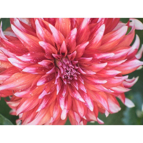 Oregon-Canby-Swam Island Dahlias-Dahlia flower close-ups Gold Ornate Wood Framed Art Print with Double Matting by Gulin, Sylvia