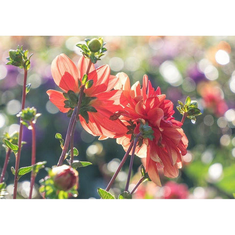 Oregon-Canby-Swam Island Dahlias-Dahlia flower garden in full color Black Modern Wood Framed Art Print by Gulin, Sylvia
