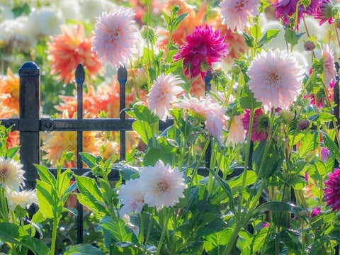 Oregon-Canby-Swam Island Dahlias-Dahlia flower garden in full color White Modern Wood Framed Art Print with Double Matting by Gulin, Sylvia